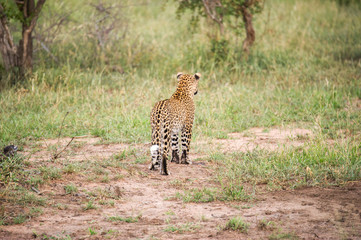 Naklejka na ściany i meble Leopard Walking Amongst Green Grass In A Nature Reserve