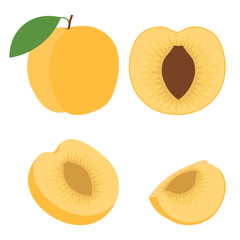 Abstract vector icon illustration of logo for whole ripe fruit orange apricot, cut sliced. Apricot pattern consisting of label, natural design, sign tropical food. Eat sweet fresh raw fruits apricots