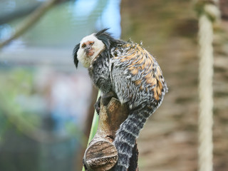 Beautiful small monkey at Loro Park (Loro Parque), Tenerife, Canary Islands, Spain