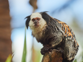 Beautiful small monkey at Loro Park (Loro Parque), Tenerife, Canary Islands, Spain