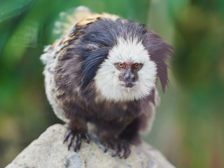 Beautiful small monkey at Loro Park (Loro Parque), Tenerife, Canary Islands, Spain