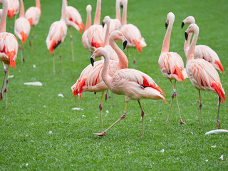 Beautiful pink flamingo birds at Loro Park (Loro Parque), Tenerife, Canary Islands, Spain