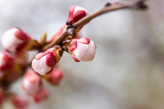 Future flowers of apricot-tree in spring