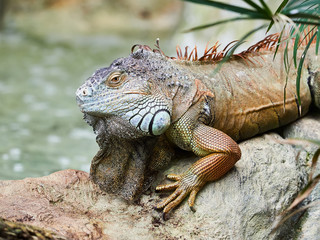 Beautiful iguana at Loro Park (Loro Parque), Tenerife, Canary Islands, Spain
