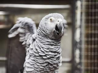 Beautiful parrots in zoo at Loro Park (Loro Parque), Tenerife, Canary Islands, Spain
