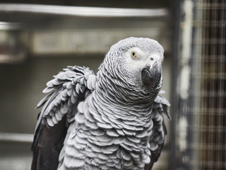 Beautiful parrots in zoo at Loro Park (Loro Parque), Tenerife, Canary Islands, Spain