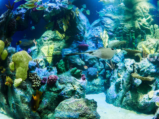 Fototapeta na wymiar Marine life aquarium in Loro Park (Loro Parque), Tenerife, Canary Islands, Spain