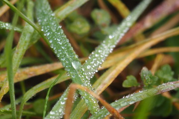 Rosé sur herbes.