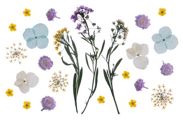 flat pressed dried flower pattern isolated on white background