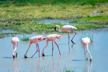  Flamingos in a shallow pool