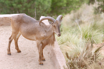 Mouflon, Bighorn Sheep in park of the Beni Snassen Mountains in northeast Morocco, Africa.