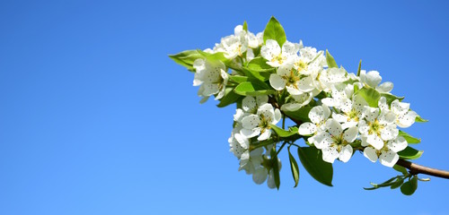 Birnbaumblüten an einem Ast vor blauen Himmel - Textfreiraum - Banner
