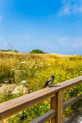  On the railing sits a gray crow