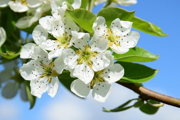 Birnbaumblüten vor blauen Himmel 