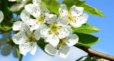 Birnenblüten in der Nachmittagssonne