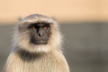 Indian Langur Monkey Closeup