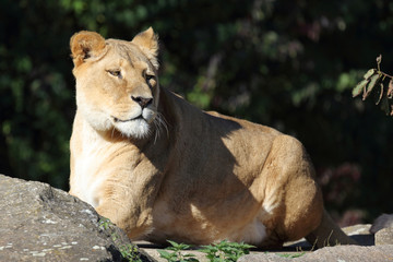Plakat Afrikanischer Löwe / African Lion / Panthera Leo.