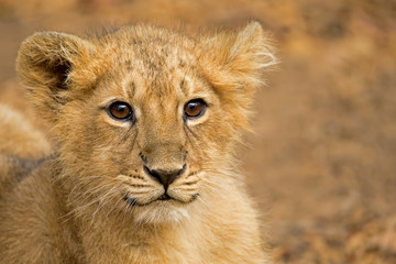 Fototapeta na wymiar Cute Asiatic Lion Cub