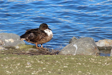 Pommernentenmischling am Phönixsee