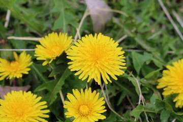 たんぽぽ　思川　杤木