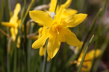Campernell Jonquille, Narcissus x odorus
