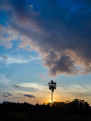Fototapeta na wymiar Palma reaches for the clouds at sunset. Koh Phangan Thailand