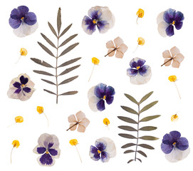 flat pressed dried flower pattern isolated on white background