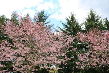さくら　空　とちぎ