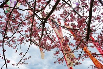 さくら越しに鯉のぼり　春　とちぎ