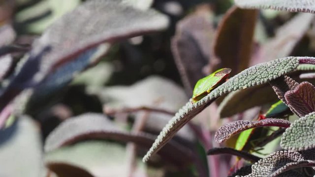 Green shield bug on Sage  - Palomena prasina 