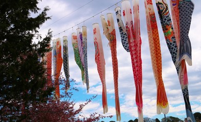 鯉のぼり　カラフル　春　公園　杤木　