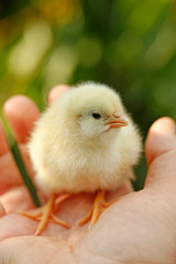Chick on hand.