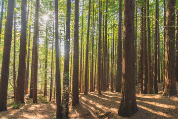 bosque de secuoyas      secuoyas park