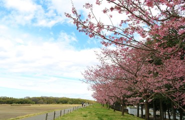 さくら　満開　思川　道　杤木