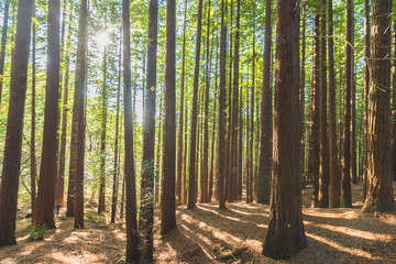 bosque de secuoyas      secuoyas park