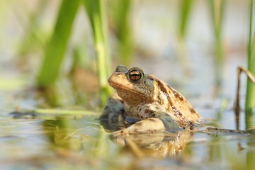 Frog in a pond during mating season on a sunny spring morning