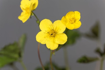 Flower of the barren strawberry Waldsteinia ternata