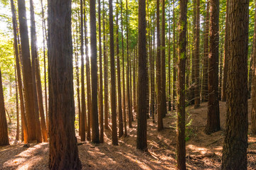 Obraz premium bosque de secuoyas secuoyas park