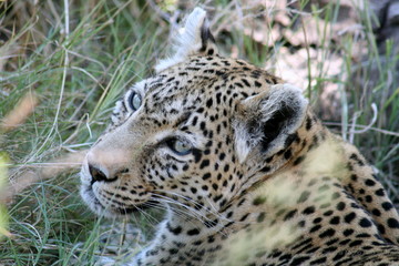 Leopardina © caterina migno