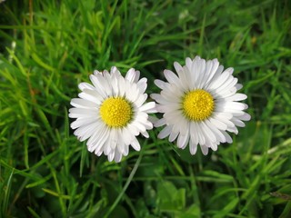 Obraz premium White daisies on green background,daisy with green background.