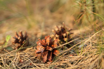 pine cone