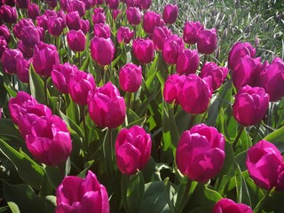 Purple tulips on blur background,Group of tulips.