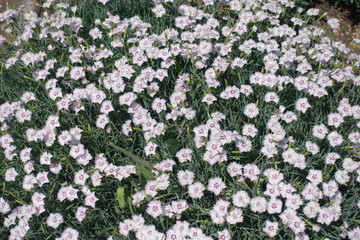 Lots of white flowers of garden pink in May
