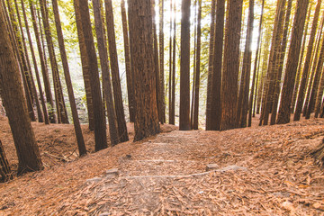 bosque de secuoyas      secuoyas park