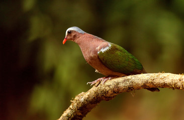 Emerald Dove, Chalcophaps indica, Ganeshgudi, Karnataka, India.