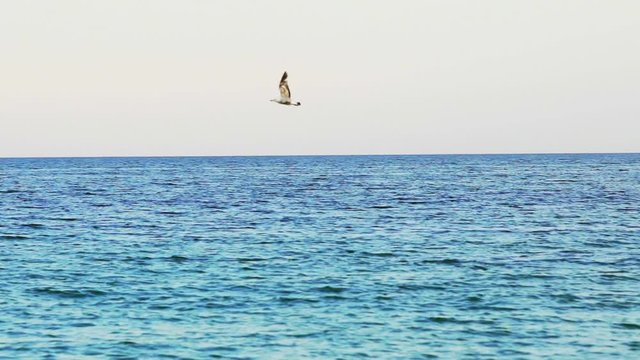 View of single seagull flying over calm sea