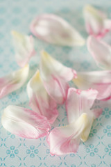 pink tulip petals