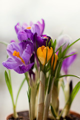 close up of beautiful purple crocus flowers