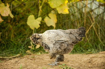 Exotic roosters and chickens on a background of green grass. Home farm in the south of Russia. Red, white, mottled.