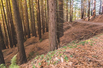 bosque de secuoyas      secuoyas park